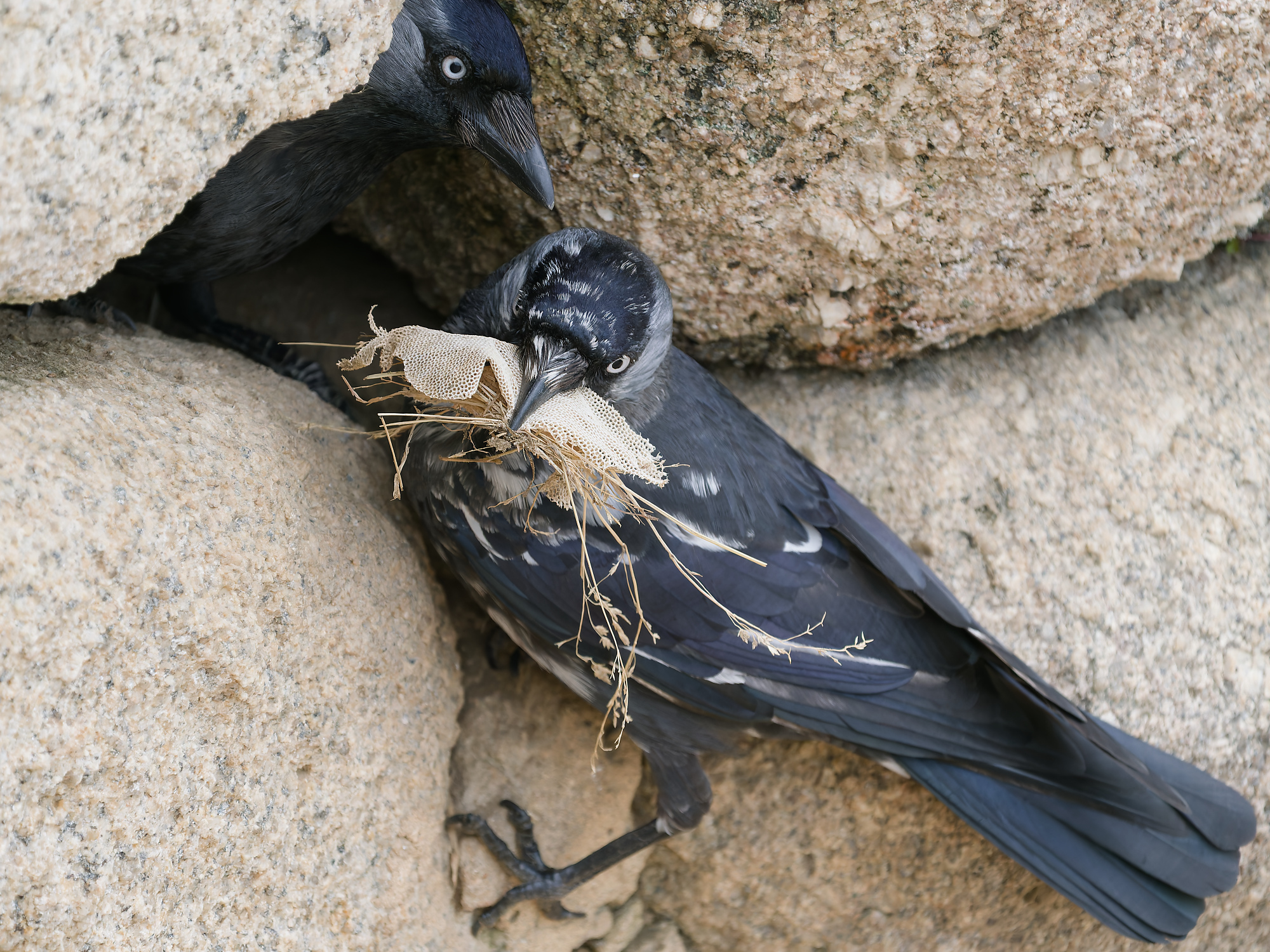 Western jackdaw (Coloeus monedula)